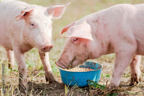 feeding two pigs eating