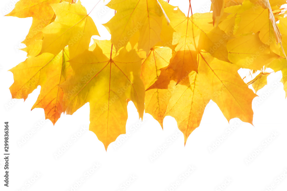 Fototapeta premium Yellow and brown autumn leaves on a tree branch on a white isolated background. Place for text