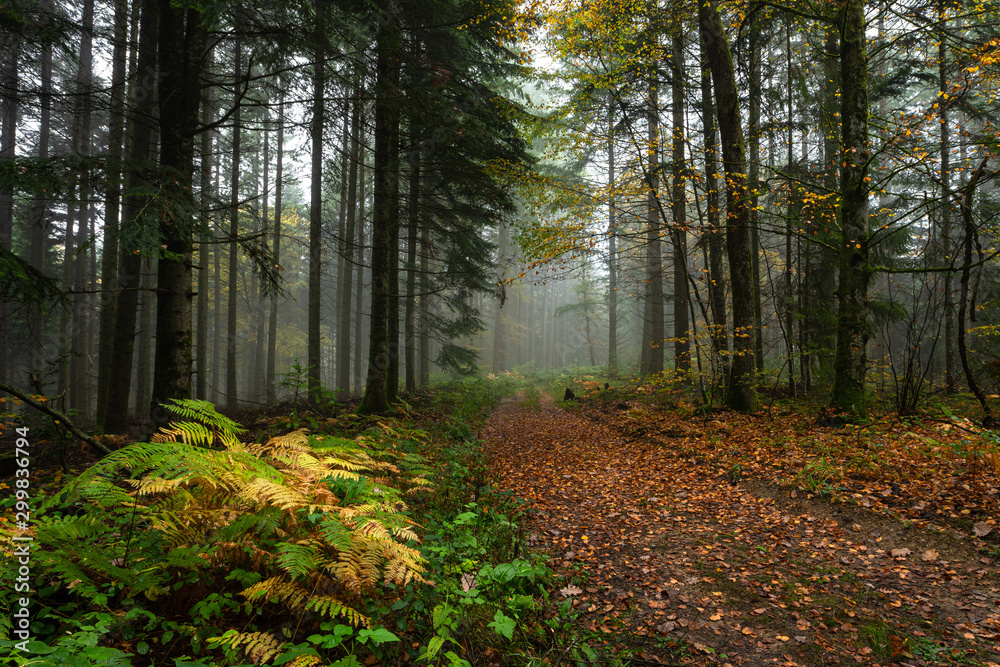 Obraz premium un chemin forestier aux couleurs d'automne