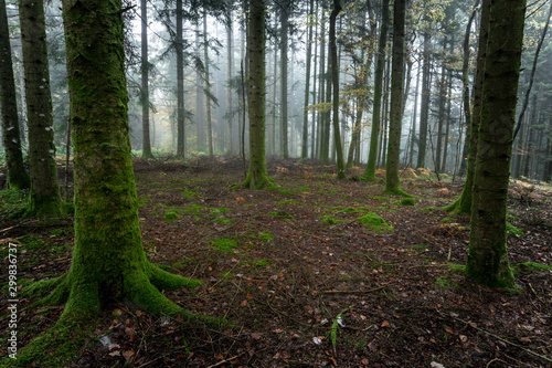 un sous bois en automne