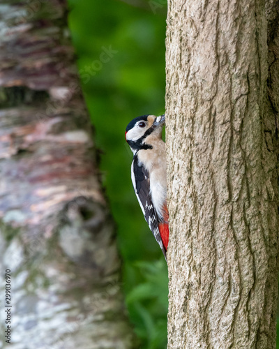 Woodpecker