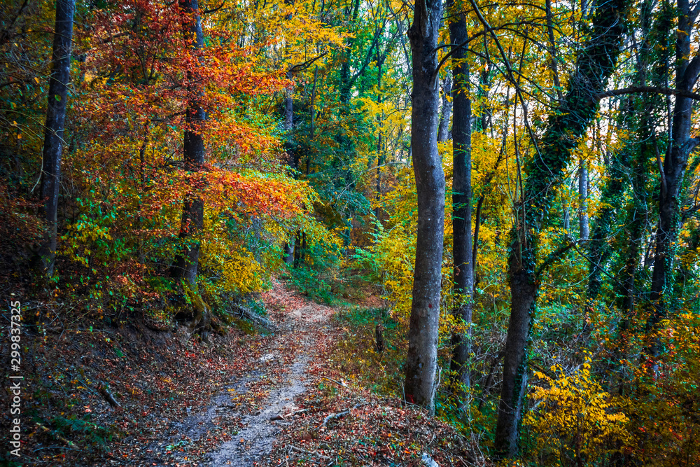 Autumn forest scenery with beautiful colors. Forest footpath covered with fallen leaves.
