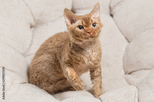 Devon Rex cat sitting on a sofa