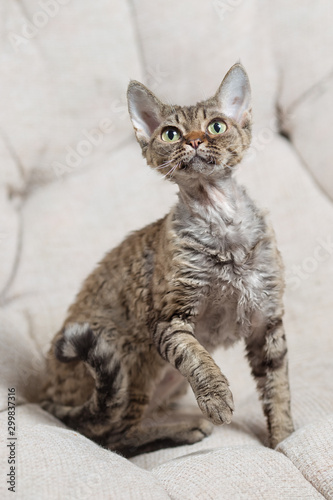 Obraz na plátně Devon Rex cat sitting on a sofa