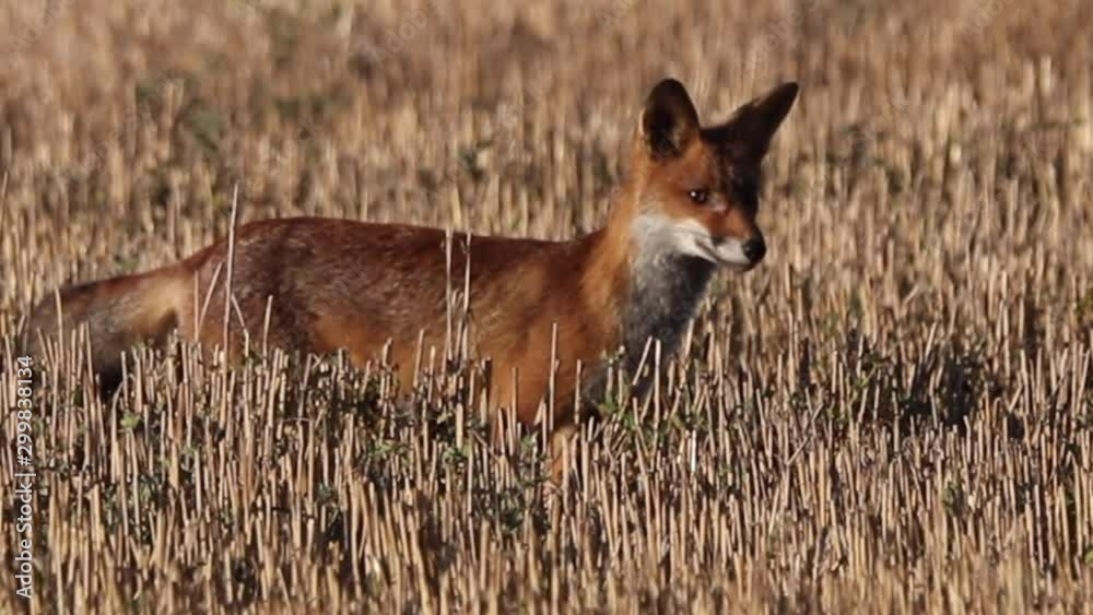 Renard roux Renard roux