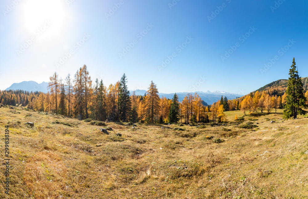 Tauplitz forest in beautiful autumn colors.