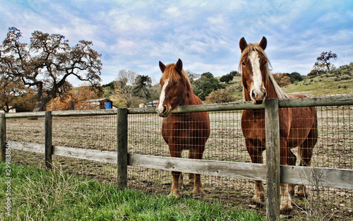Two brown horses with white stars, look over a wooden, farm fence