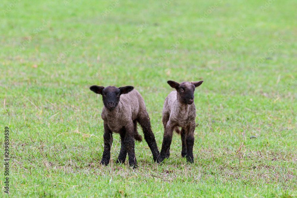 Two spring lambs in a green field Two spring lambs in a green field