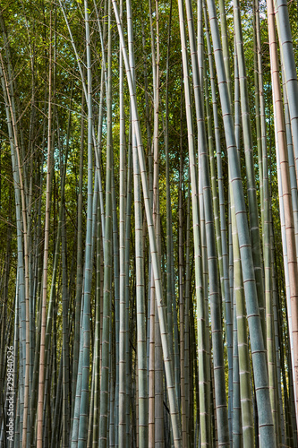 Fototapeta Naklejka Na Ścianę i Meble -  Bamboo grove in the forest on Mountain Inari in Kyoto, Japan, where famous Fushimi Inari-taisha shrine is located