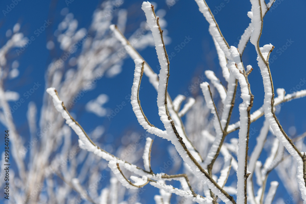 黒檜山の山頂付近の樹氷