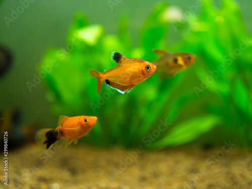tetra serpae (Hyphessobrycon eques) in a fish tank photo