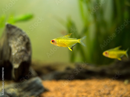 lemon tetra (Hyphessobrycon pulchripinnis ) in a fish tank photo