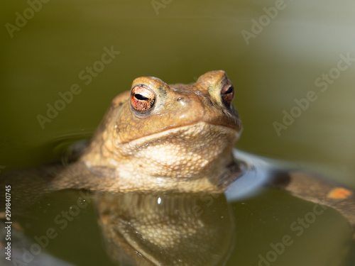 Frosch im Wasser photo