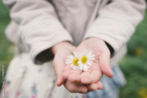 Little girl's hands holding two flowerheads of wearing Chamomil, close-up