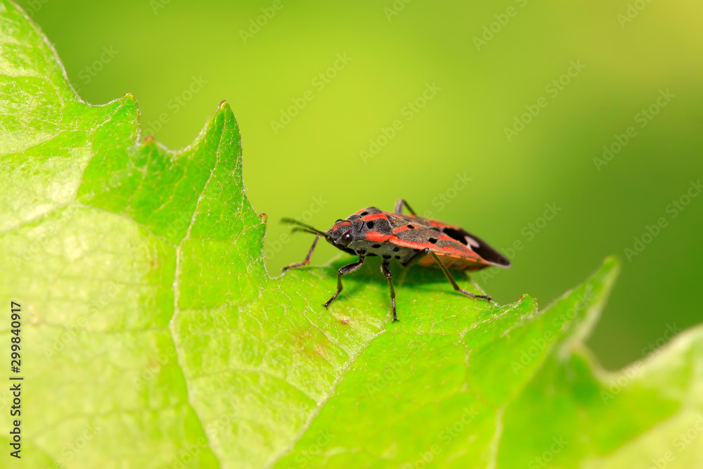 stinkbug on plant stinkbug on plant