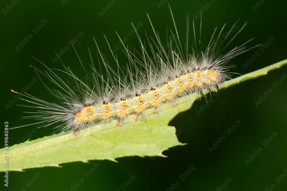 caterpillar on green leaf