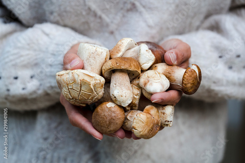 young beautiful woman with brown wool sweater is holding fresh porcini mushrooms, orange bolete, boletus edulis in her hand; lower austria