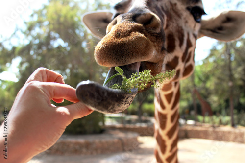 Canvas Print Feeding giraffes in the zoo. Ramat Gan, Israel
