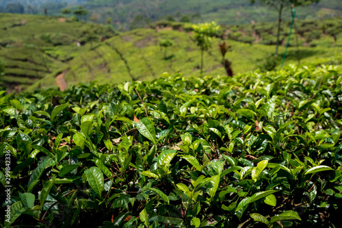 Beautiful tea plantation Java Indonesia