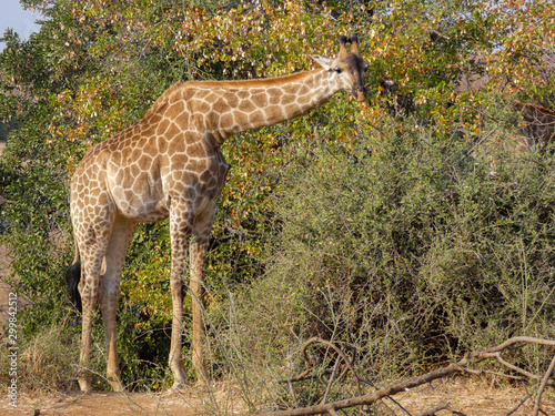 Giraffa