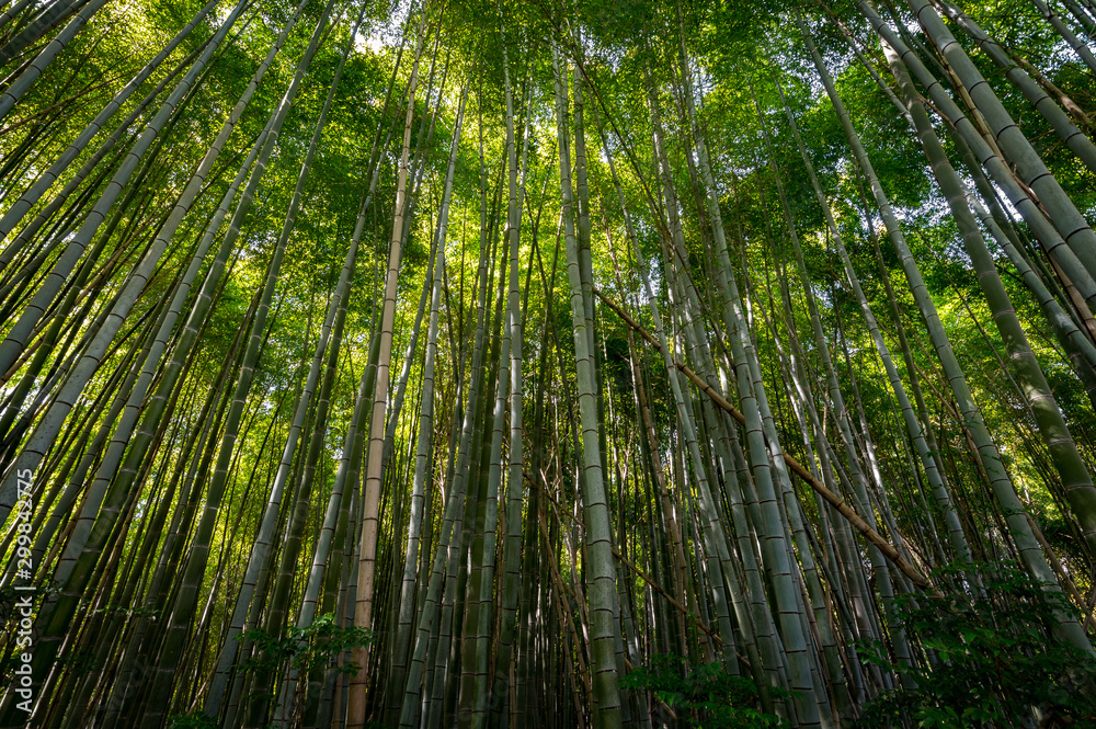 Bamboo grove in the forest on Mountain Inari in Kyoto, Japan, where famous Fushimi Inari-taisha shrine is located Bamboo grove in the forest on Mountain Inari in Kyoto, Japan, where famous Fushimi Inari-taisha shrine is located