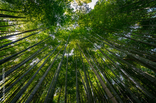 Bamboo grove in the forest on Mountain Inari in Kyoto  Japan  where famous Fushimi Inari-taisha shrine is located
