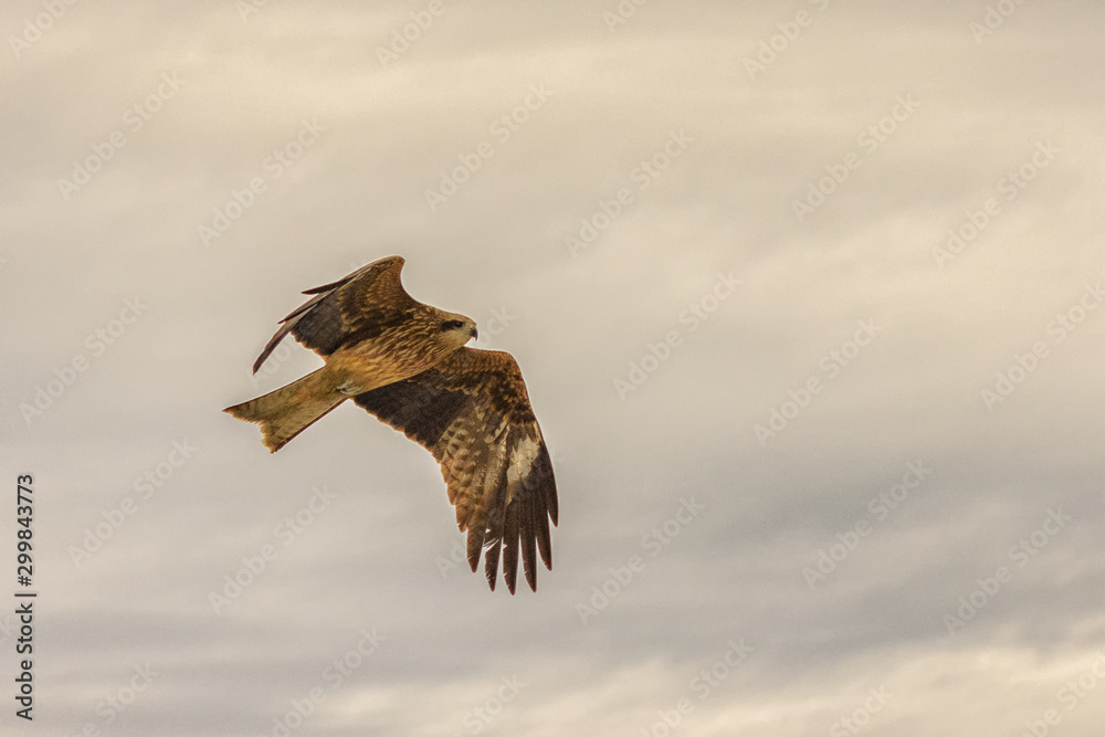 Fototapeta premium Young Hawk in flight with nice details in the feathers