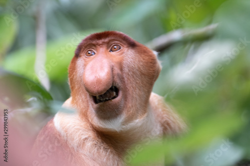Proboscis monkey with angry facial expression