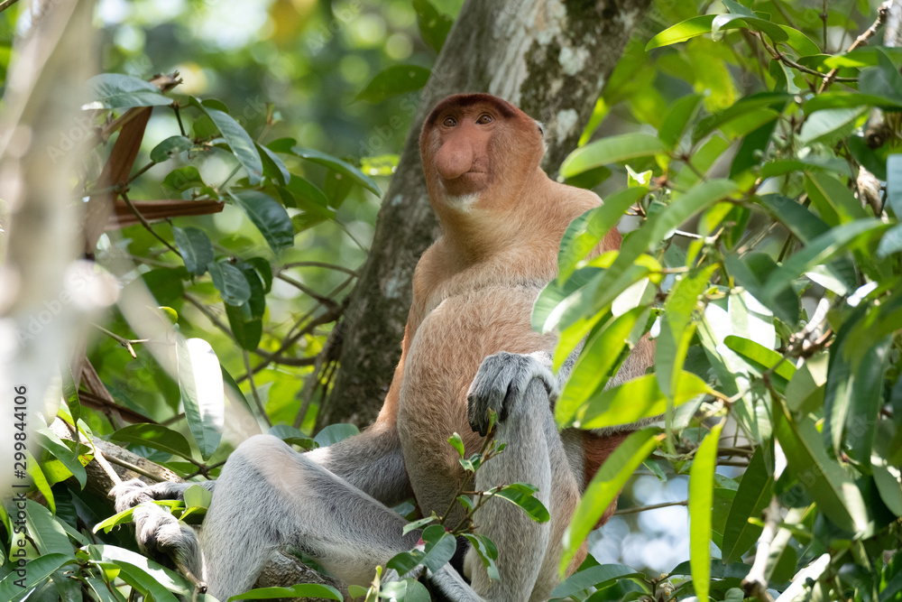Fototapeta premium Proboscis monkey closeup