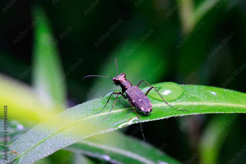 Naklejka premium Cicindela kaleea