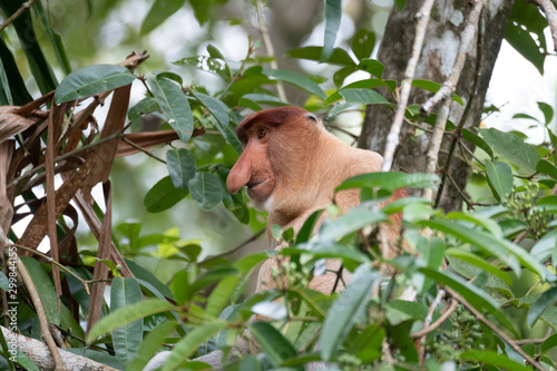 Proboscis monkey closeup