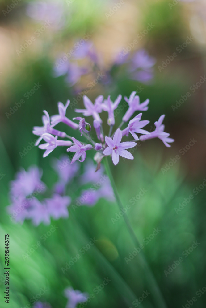 Society garlic or Tulbaghia violacea - a species of Wild Garlic. It is a clump-forming perennial with narrow leaves and large clusters of fragrant, violet flowers from midsummer to autumn (fall) Society garlic or Tulbaghia violacea - a species of Wild Garlic. It is a clump-forming perennial with narrow leaves and large clusters of fragrant, violet flowers from midsummer to autumn (fall)