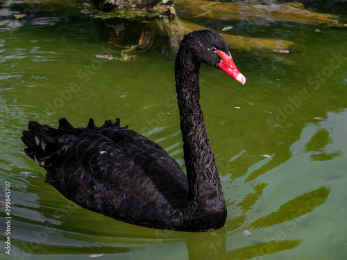 A black swan swimming in lake