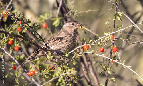 House finch eating cactus berries