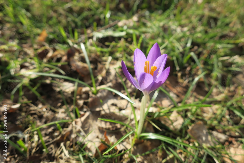 Krokus als Frühlingsbote im Garten Krokus als Frühlingsbote im Garten