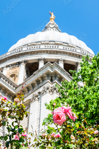 St Paul's Cathedral in London, UK during summer with pink roses in green garden closeup vertical view with sky and dome photo