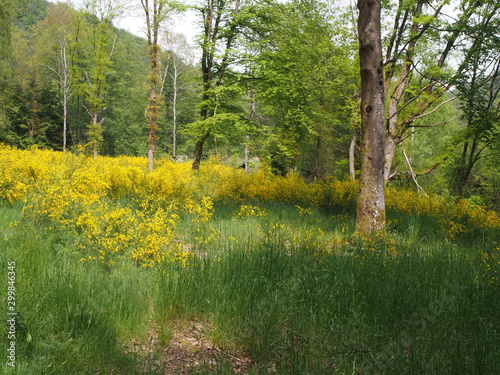 Landschaften – Fischbach bei Dahn – Ortsgemeinde in Rheinland-Pfalz photo