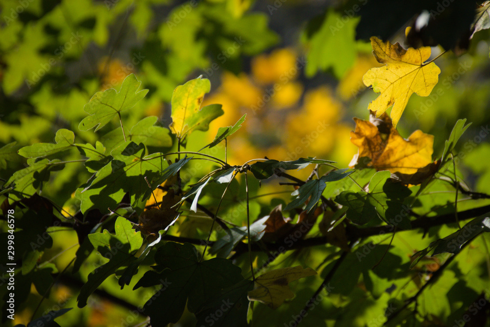 the colors of autumn. green yellow red: these are the colors of the leaves the colors of autumn. green yellow red: these are the colors of the leaves