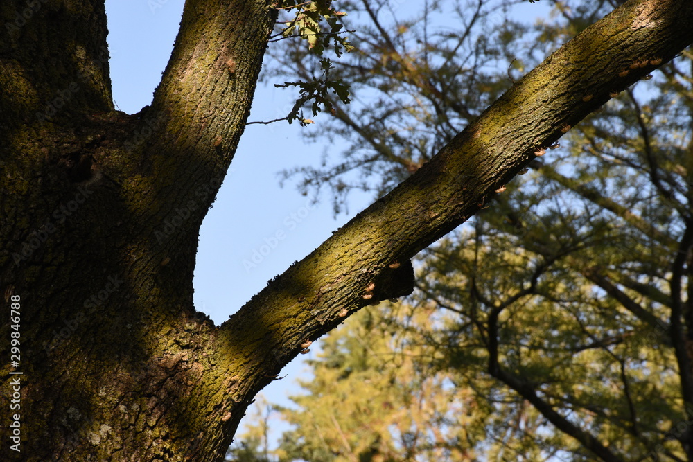 Fototapeta premium the colors of autumn. green yellow red: these are the colors of the leaves