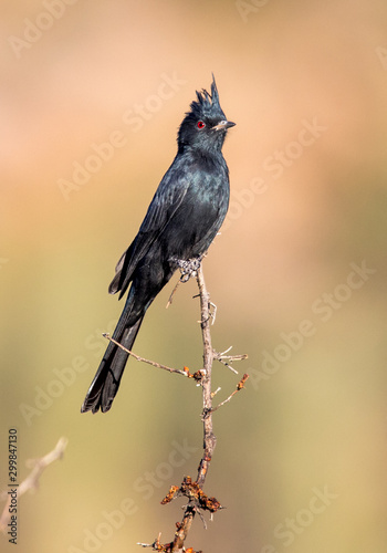 desert phainopepla in cacti  photo
