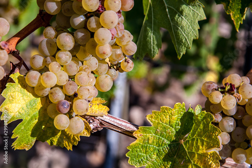 withe grapes on the vine