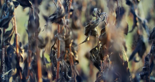Dried plants. Jerusalem artichoke withered, drought killed the plant