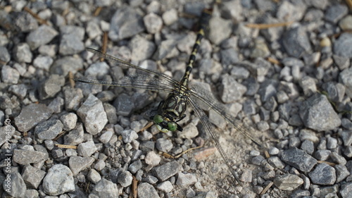 dragon-fly with stones