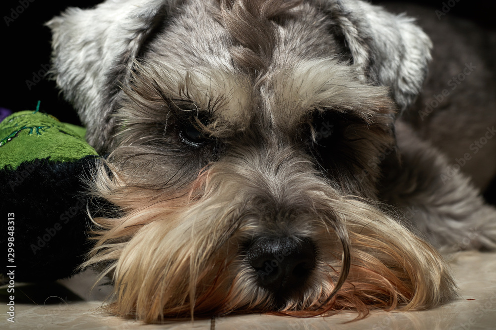 Portrait of a beautiful and cute gray dog. Cute animal schnauzer dog. Emotional portrait.pet, gray hair, dog, schnauzer,