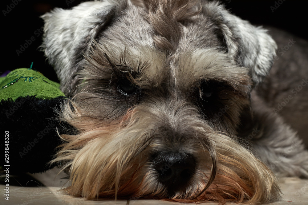 Portrait of a beautiful and cute gray dog. Cute animal schnauzer dog. Emotional portrait.pet, gray hair, dog, schnauzer,