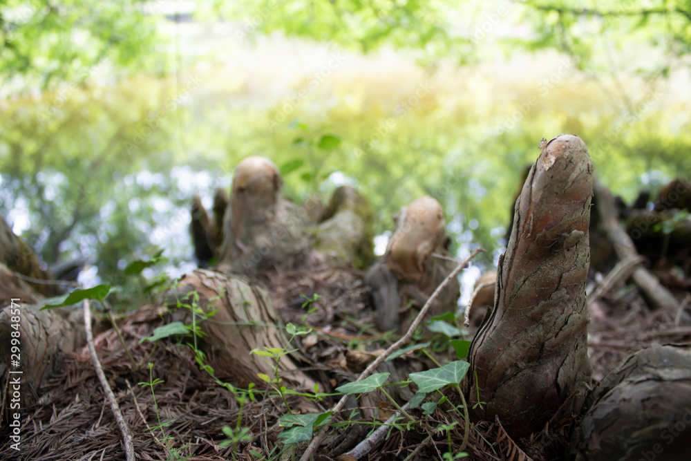 Obraz premium Tree roots close-up. It has oval ledges.