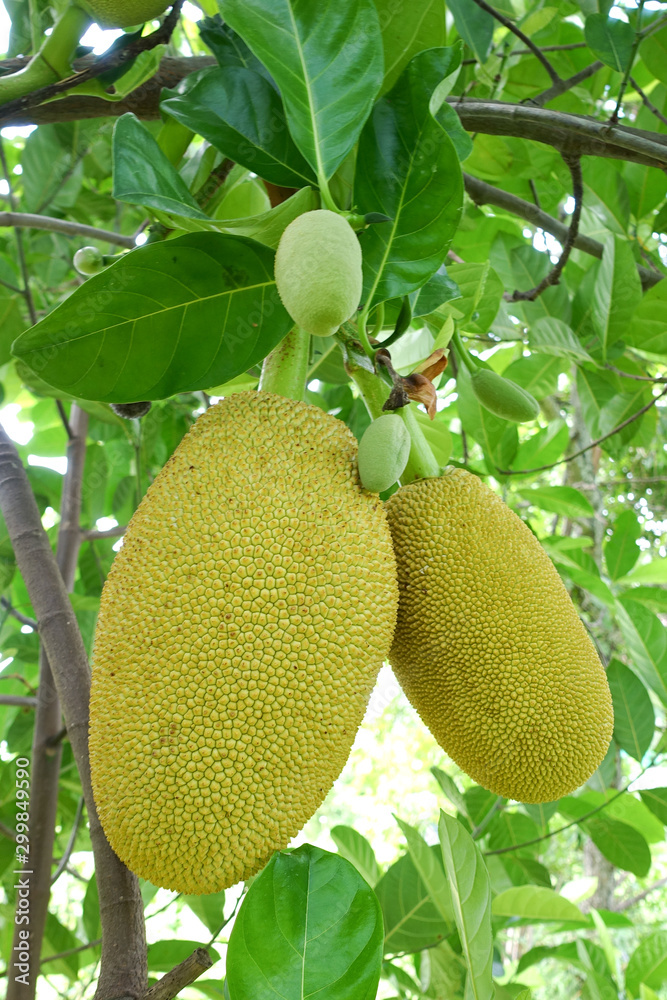 The jackfruit tree and their leaf in background The jackfruit tree and their leaf in background
