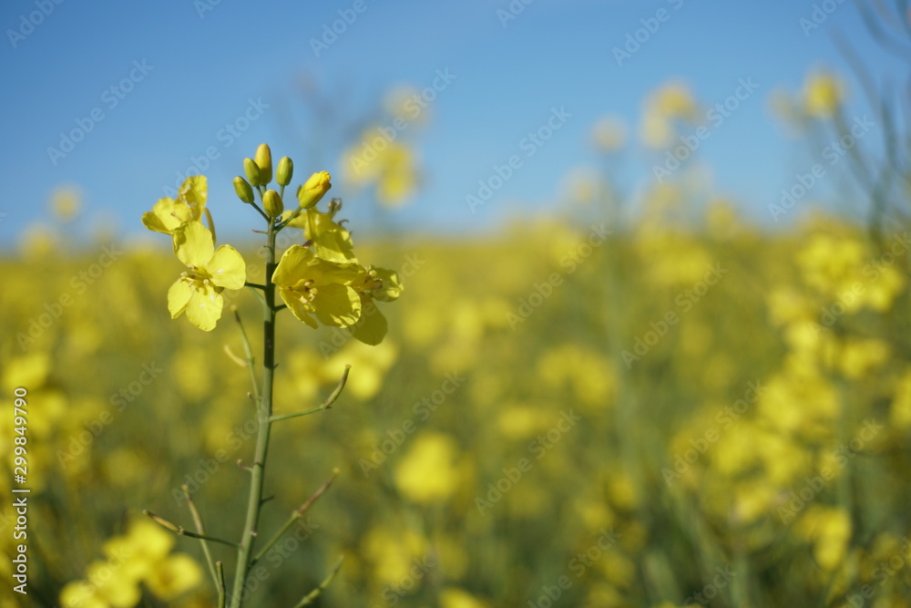 Rapsblüte quer Rapsblüte quer