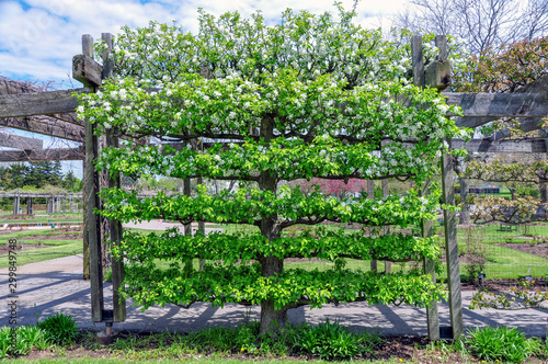A flowering crabapple tree has been trained to grow as a living wall using the espalier pruning method.
