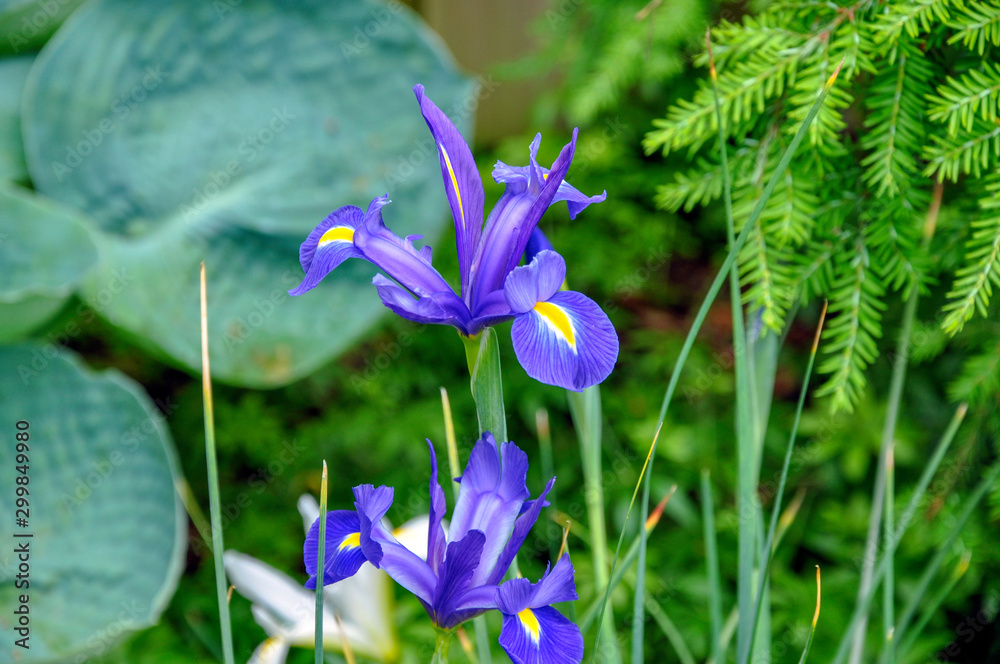 Φωτογραφία Iris sibirica Caesar's Brother, Hosta Abiqua Drinking Gourd and Tsuga canadensis also known as Eastern Hemlock are a beautiful plant combination in the woodland garden